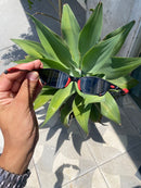 Óculos Juliet Ducati